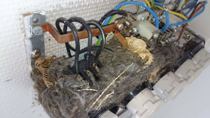 Elektriskt proppskåp belamrat med damm, spindelnät och sex djurskallar.