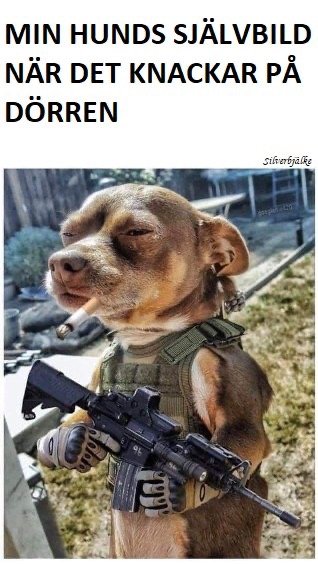 Hund redigerad för att se ut som en soldat med utrustning och vapen, humoristiskt meme-tema.