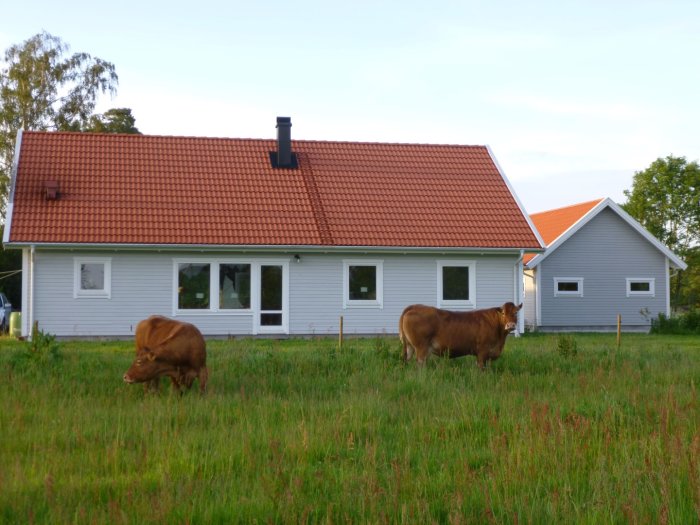 Vitmålat hus med rött tegeltak och intilliggande garage, framför betande bruna kor på en äng.