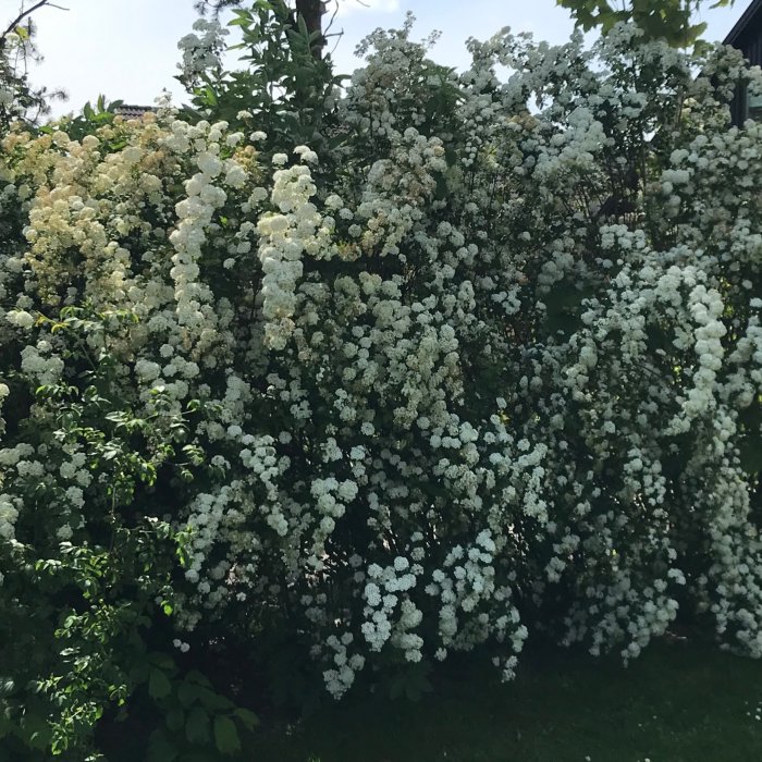 Blommande buske med vita blommor mot en bakgrund av gröna blad och gräsmatta.