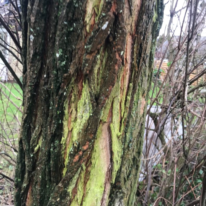 Närbild på en trädstam med grönt mossa och lövträdsbark, föreslagen som högt träd med hängande blad under sommaren.