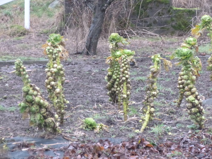 Övervuxna brysselkålplantor i trädgårdsland med nedfallna löv runtomkring, tagen den 31 januari.