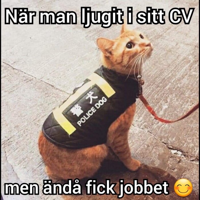 Katt klädd i en polisväst för hundar tittar uppåt, med text som humoristiskt anspelar på att bluffa på sitt CV.