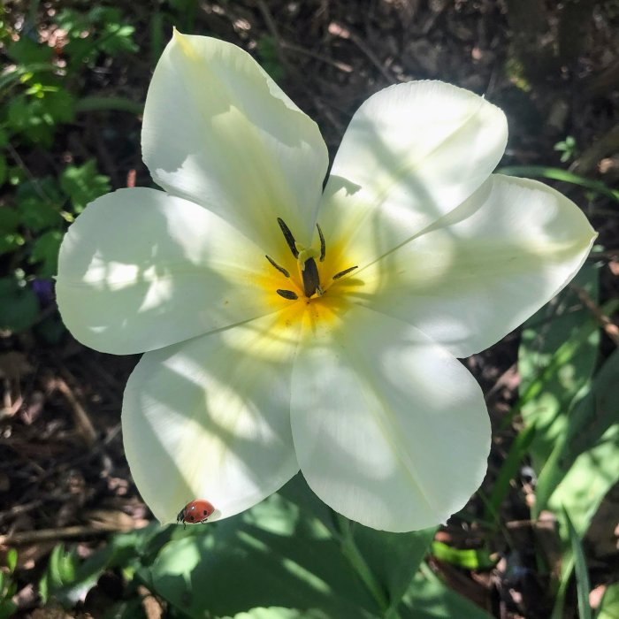 Vit blomma med gula detaljer och en nyckelpiga på ett blad.