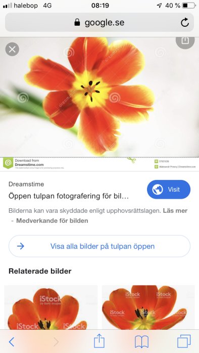 Rödorange tulpan öppen mot vit bakgrund på en smartphoneskärm.