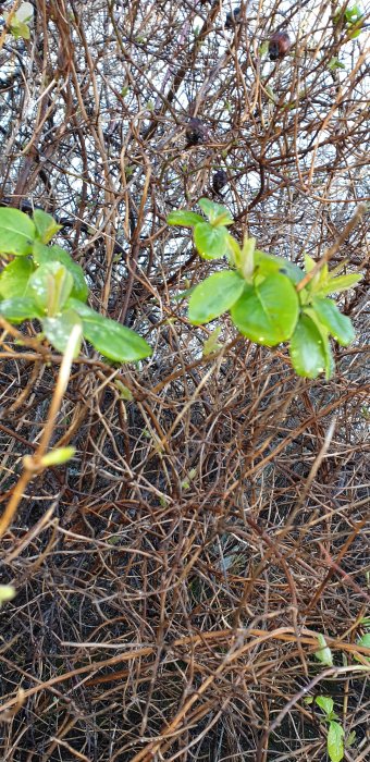 Klättrande kaprifolplanta med rundade gröna blad och många torra bruna rankor.