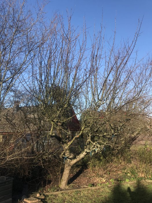 Ett äppleträd med stora, utåtriktade grenar och ett trassligt grenverk mot en klarblå himmel.