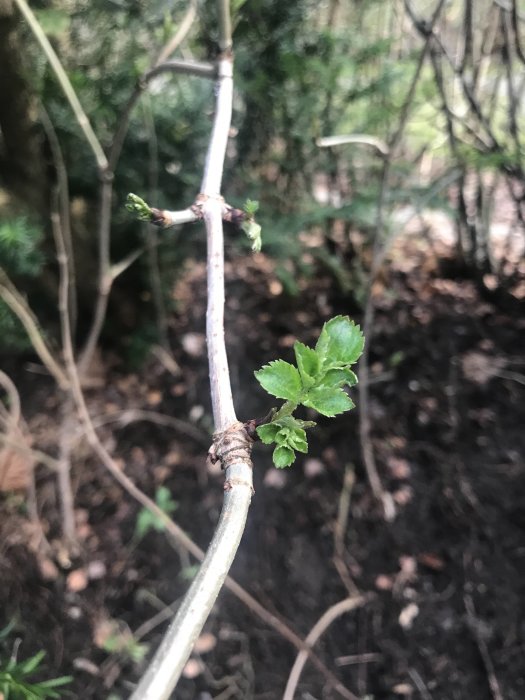 Gren med unga bladskott mot suddig bakgrund av trädgård.