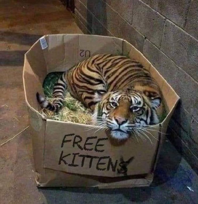 En tiger ligger i en stor kartong med texten "FREE KITTENS" på sidan.