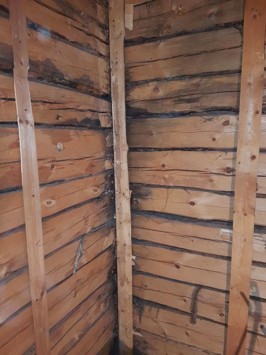 Mörkare hörn i gammalt timmerstomme med tecken på vit mögelpåväxt och drevarbete mellan stockarna.