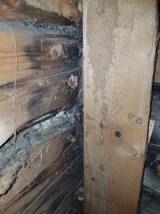 Mörkare område och vitt mögel på en timmerstomme i ett gammalt hus, med synliga tecken på ålder och slitage.