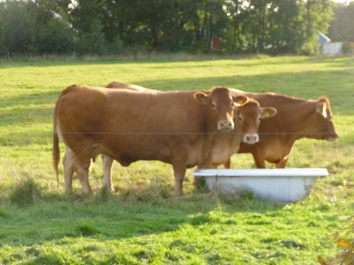 Tre kor dricker ur en vit badtunna på ett grönt fält.
