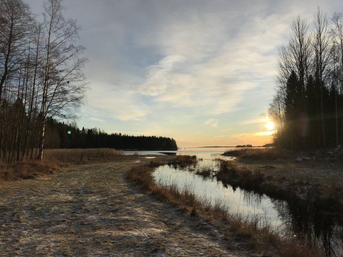 Morgonsol över en frusen bäck med gräsbeväxta stränder, träd på sidan och utsikt mot havet.