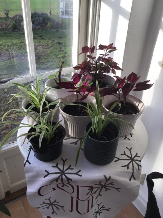 Krukväxter på fönsterbänk med plantor som blivit utbytta och skott för utsidan.