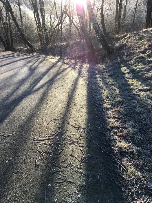 Soliga och frostiga landskapet med långa skuggor på en skogsväg.