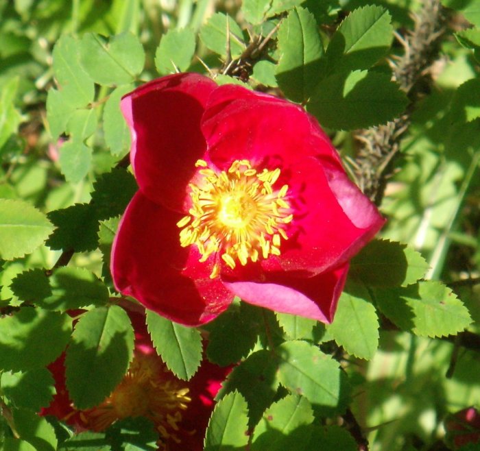 En ceriseröd spinossisimaros 'Single Cherry' med gul pistill och ståndare, omgiven av gröna blad.