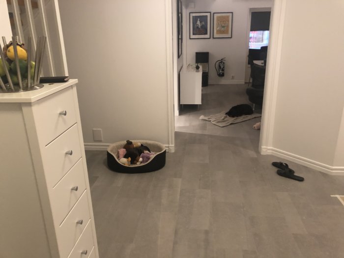 Renoverat hem med vit byrå, en hundleksaksbehållare och hund som ligger på en filt.