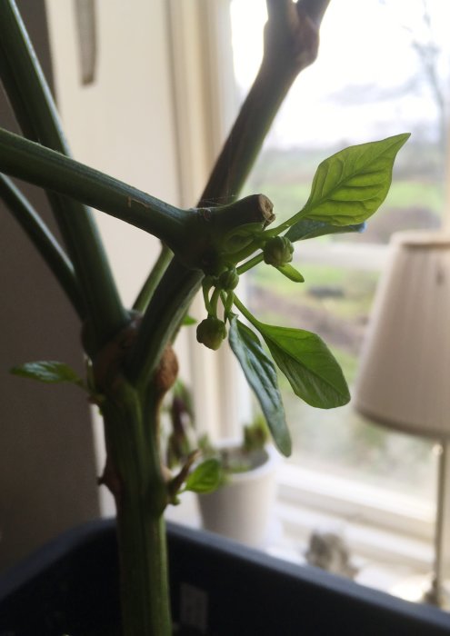 Chiliväxt med unga blad och blomknoppar i fönsterljus.