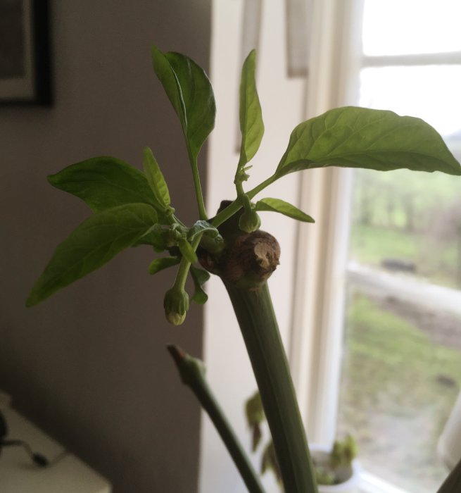 Övervintrande Padron chiliplanta med nya blad och blomknoppar inomhus.