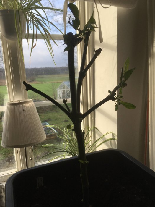 Beskuren chiliplanta med några blad och blomknoppar, placerad inomhus framför ett fönster med utsikt över en trädgård.