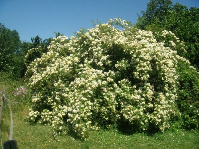 Stor blommande buske av vita klätterrosor med gröna lövverk i en solig trädgård.