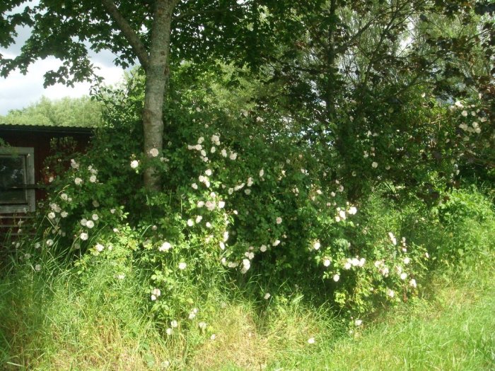 Vita klätterrosor slingrar sig upp längs ett träd och staket i en lummig trädgård, ger ett pittoreskt och väldoftande intryck.