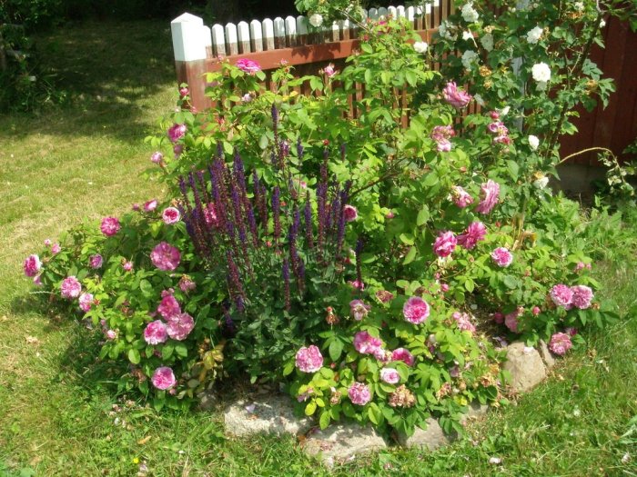 Blomstrande gammaldags rosa och vit rosbuske med lila salviaplantor framför, i en lummig trädgård.