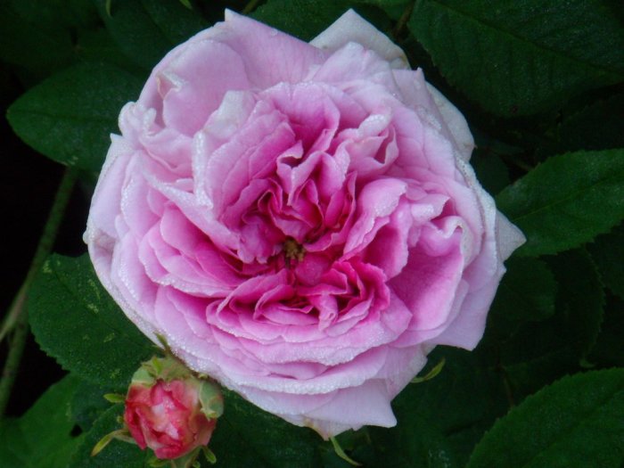 Närbild av en ljusrosa gammaldags Rosa Gallica med daggdroppar på blombladen, omgiven av gröna löv.