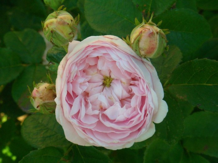 Ljusrosa gammaldags rosenblomma med välfyllda blad och knoppar mot grönt bladverk.