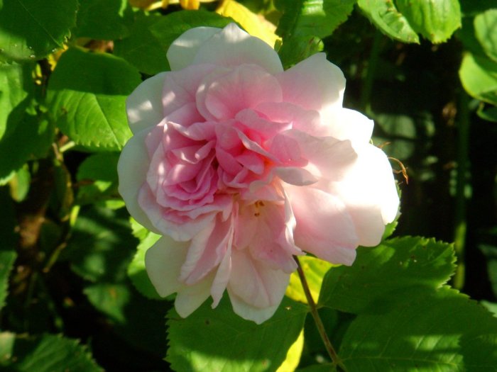 Ljusrosa välfylld gammaldags ros omgiven av gröna blad i solsken, möjlig Rosa Gallica Duchesse de Montebello.