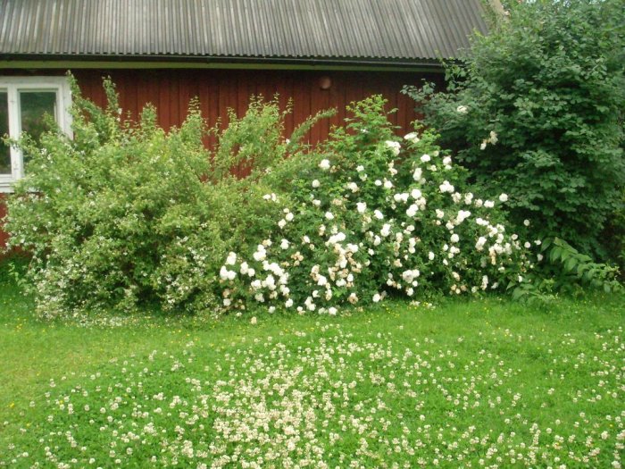 Välvdåriga vita klätterrosor framför en röd stuga med grönt grästäcke och blomning i förgrunden.