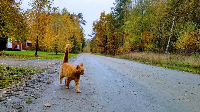 En orange katt går på en grusväg omgiven av höstfärgade träd och ett rött hus.