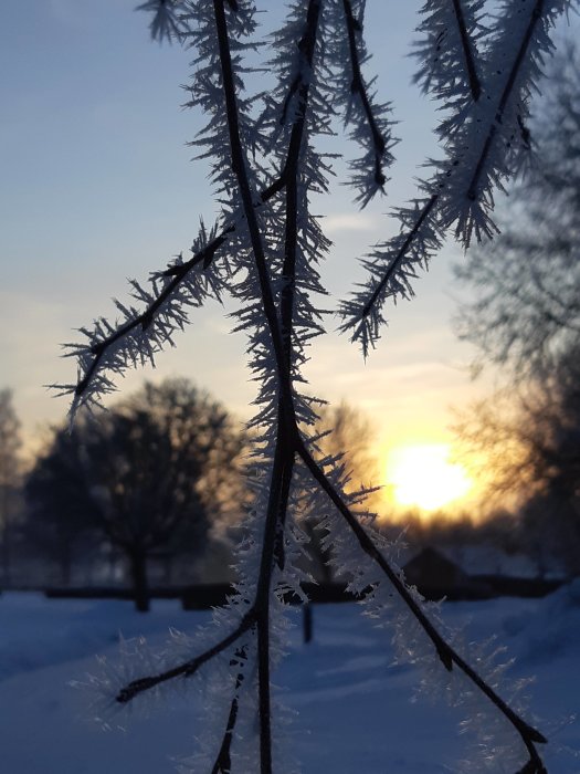 Trädgrenar med frost mot en solnedgång i vinterskymning.