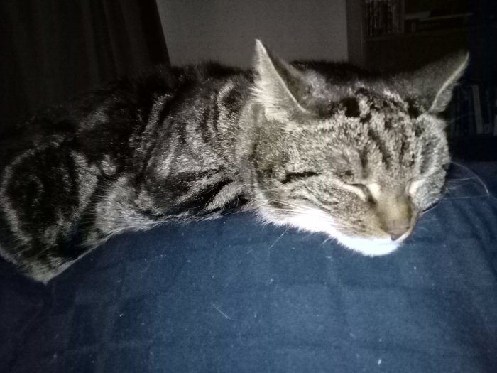 Stripig katt sover lugnt på en mörk soffa.