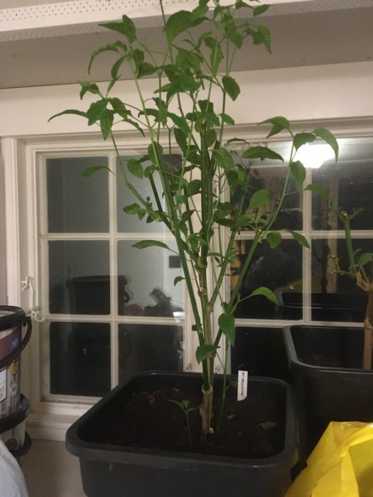 En Aji Melocoton-chiliplanta som växer i en kruka inne, frodig och grön med märkskylt.