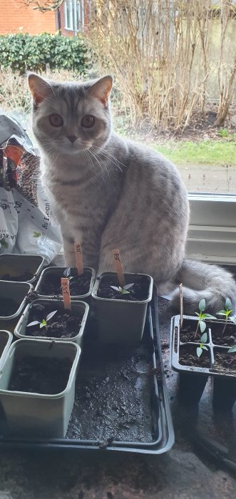 Grå katt sitter bredvid plantkrukor med spirande växter på ett fönsterbräde.