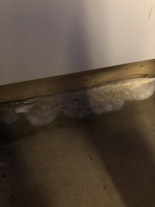 Mögelväxt längs golvlist som misstänks vara äkta hussvamp.