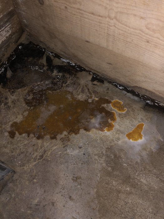 Misstänkt äkta hussvamp i hörnet av ett rum, med mögelfläckar och svampväxt på betong och trä.