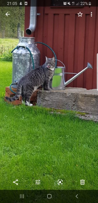 Katt som slickar sig om munnen bredvid en metallvattenkanna på en stenplatta utomhus.