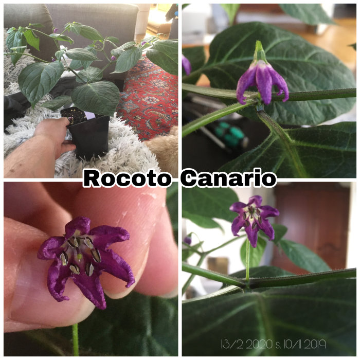 Rocotosar (Capsicum pubescens) som breder ut sig, med lila blommor i olika stadier på grön lövverk.