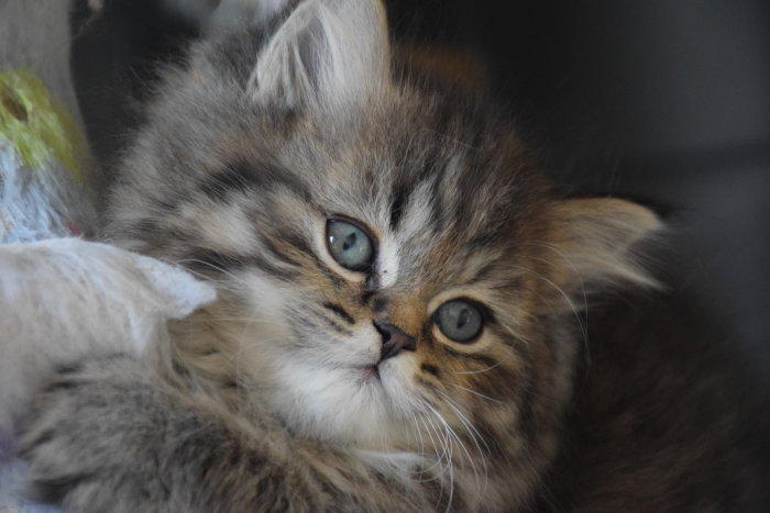 Närbild på en fluffig liten kattunge med blå ögon som heter Doris.