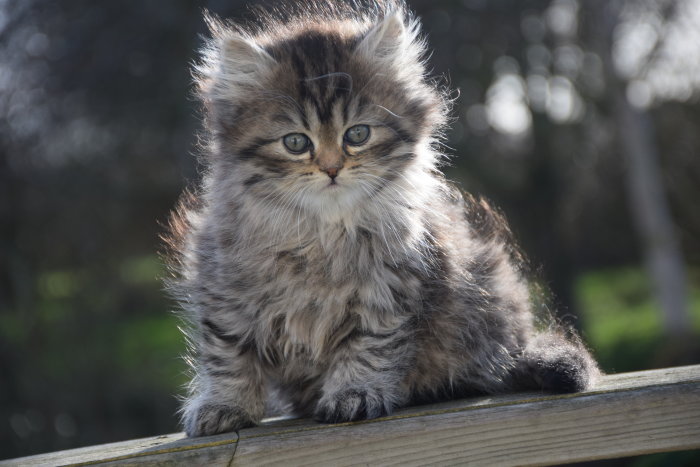 Lilla Doris, en fluffig kattunge, sitter på en träplank och ser in i kameran.