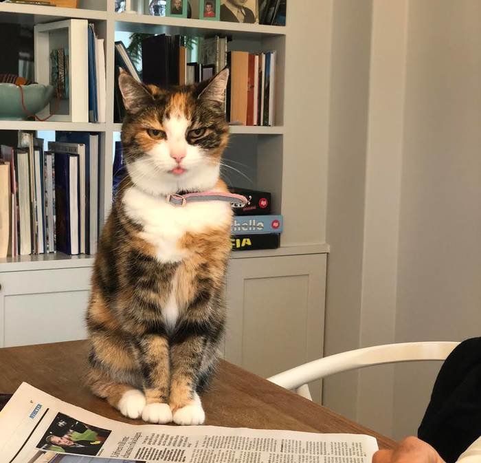 En trefärgad katt sitter upp på ett bord bredvid en tidning och böcker, ser in i kameran.