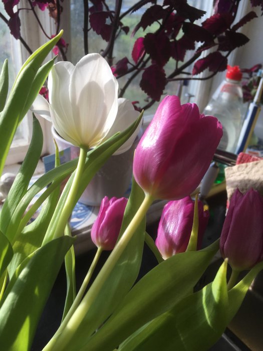 Vita och rosa tulpaner i solljus med mörka blad i bakgrunden.