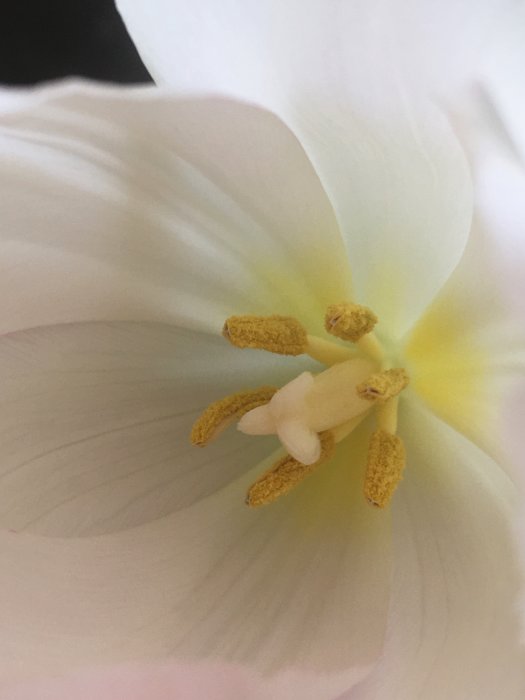 Närbild på en vit tulpanblommas ståndare och pistill, gula pollen, Alla hjärtans dag-present.