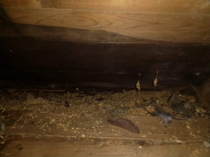 Bild på murken träspont och gammal isolering på vind, med indikationer på vattenskada och en död mus.