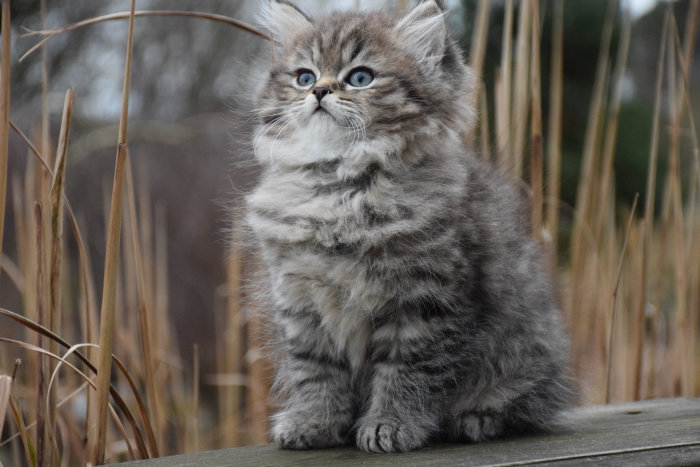 Fluffig kattunge Doris ser förvånad ut sittande utomhus med vass i bakgrunden.