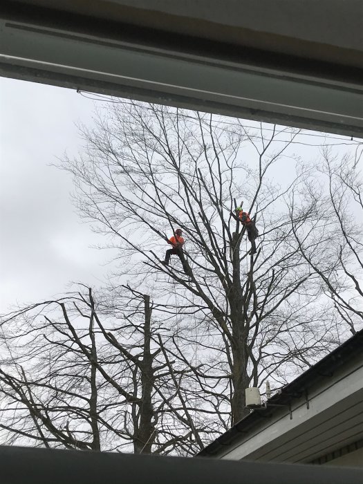 Två arborister i säkerhetsutrustning beskär nakna bokträd mot en grå himmel.