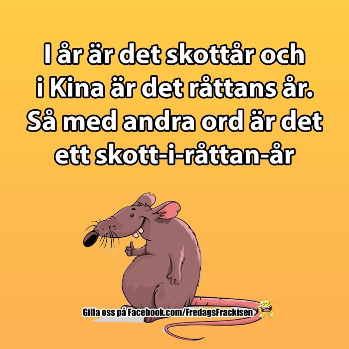 Illustration av en glad råtta bredvid en ordlek om skottår och råttår mot gul bakgrund.