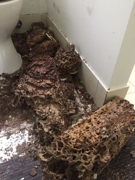 Skadade, porösa träfibrer som liknar insektsbon på ett badrumsgolv vid toalettstol, misstänks vara termitangrepp.